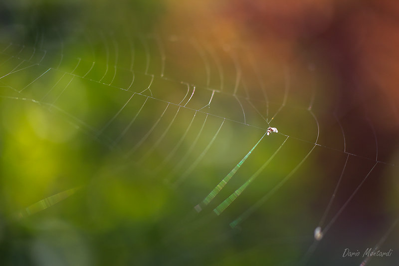 The spiderweb